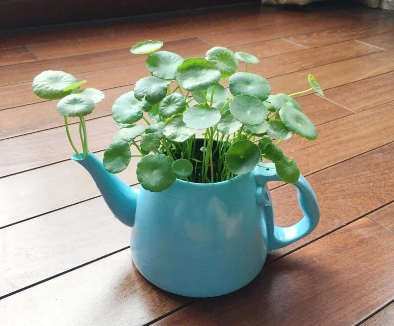 Mẹ đảm trồng loại cỏ dại mọc đầy đường làm cảnh ai ngờ lại thành cây cảnh đắt giá được săn lùng - 5