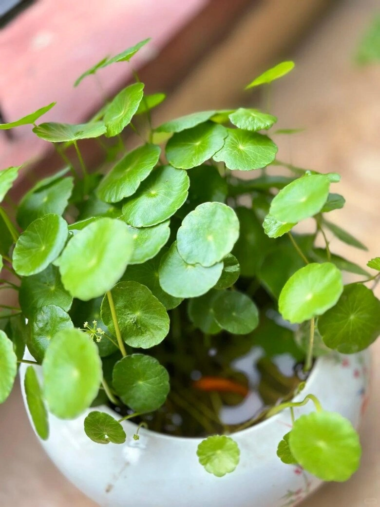 Mẹ đảm trồng loại cỏ dại mọc đầy đường làm cảnh ai ngờ lại thành cây cảnh đắt giá được săn lùng - 7