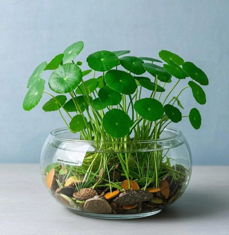 Mẹ đảm trồng loại cỏ dại mọc đầy đường làm cảnh ai ngờ lại thành cây cảnh đắt giá được săn lùng - 10