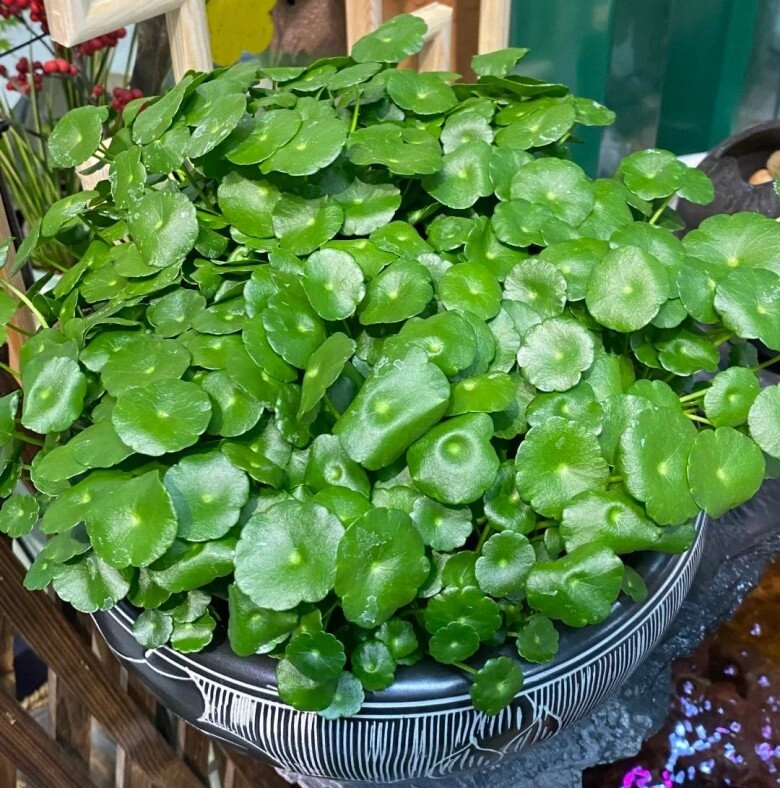 Mẹ đảm trồng loại cỏ dại mọc đầy đường làm cảnh ai ngờ lại thành cây cảnh đắt giá được săn lùng - 11