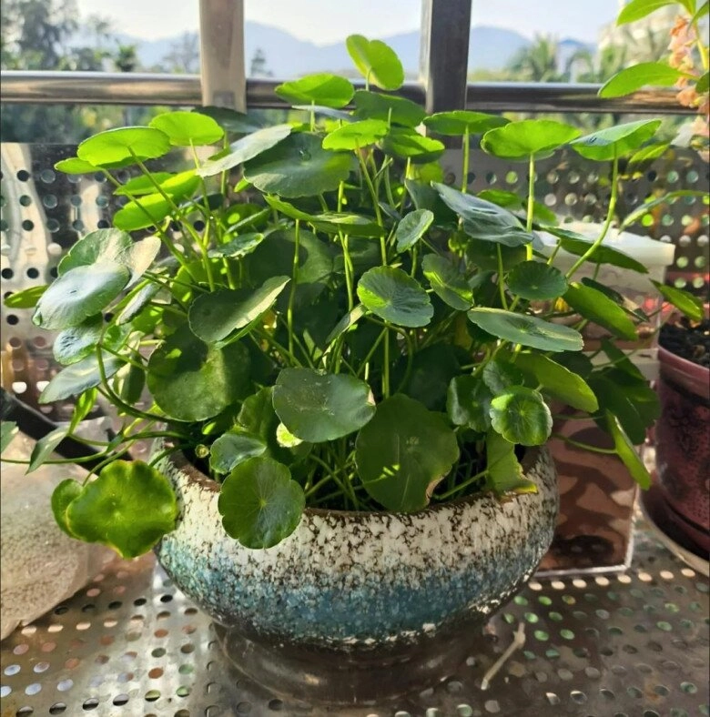Mẹ đảm trồng loại cỏ dại mọc đầy đường làm cảnh ai ngờ lại thành cây cảnh đắt giá được săn lùng - 12