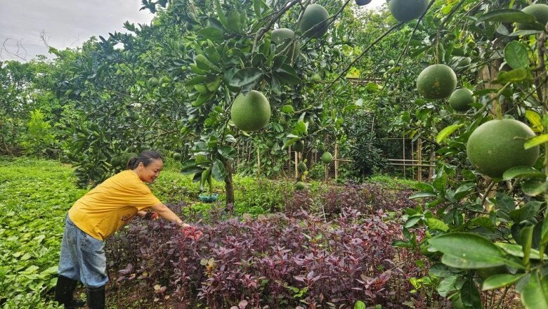 mẹ phương oanh - hương vị tình thân đời thực có khu vườn xanh mướt khoe từng cọng rau giản dị - 7