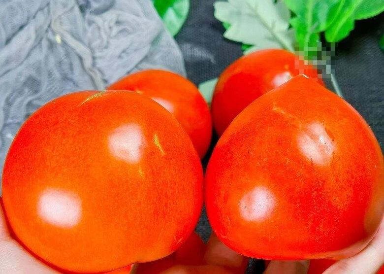 Mua cà chua nên chọn đầu tròn hay đầu nhọn người trồng mách có sự khác biệt lớn đừng chọn nhầm kẻo lãng phí - 1