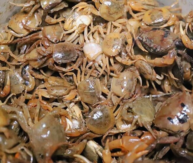 Mua cua đồng về chớ dại nấu luôn ngâm ngay vào thứ nước này giun sán trong cua phải bò ra hết mới yên tâm - 1
