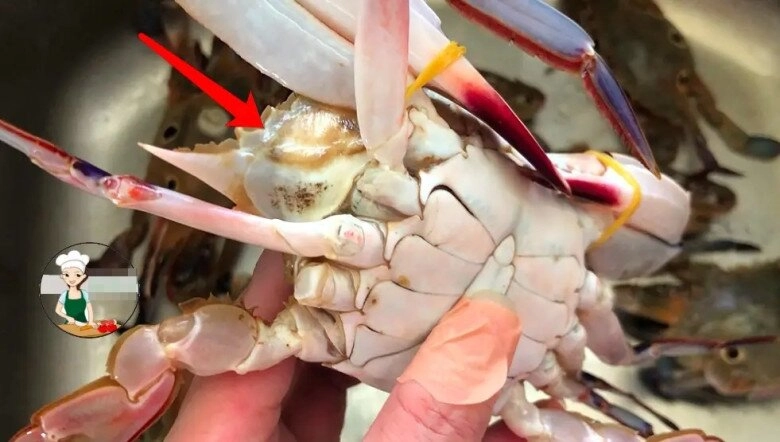 Mua cua ghẹ đừng chỉ chọn con to muốn biết cua nhiều thịt không hãy nhìn 4 điểm này đảm bảo chọn con nào chuẩn con đó - 1