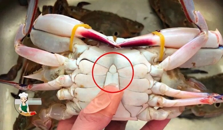 Mua cua ghẹ đừng chỉ chọn con to muốn biết cua nhiều thịt không hãy nhìn 4 điểm này đảm bảo chọn con nào chuẩn con đó - 3