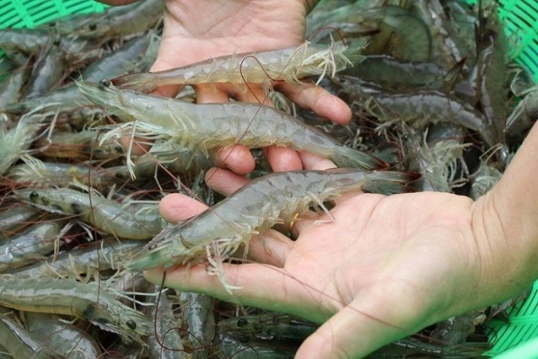 Mua tôm ngoài chợ thấy không có thứ này bên cạnh chứng tỏ tôm tẩm thuốc phải tránh ngay - 2