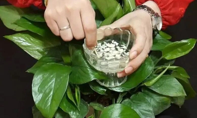 Ném một tép tỏi vào chậu hoa cây phát triển mạnh hơn tiêm hormone tươi tốt rực rỡ nhanh mọc mầm mới - 3