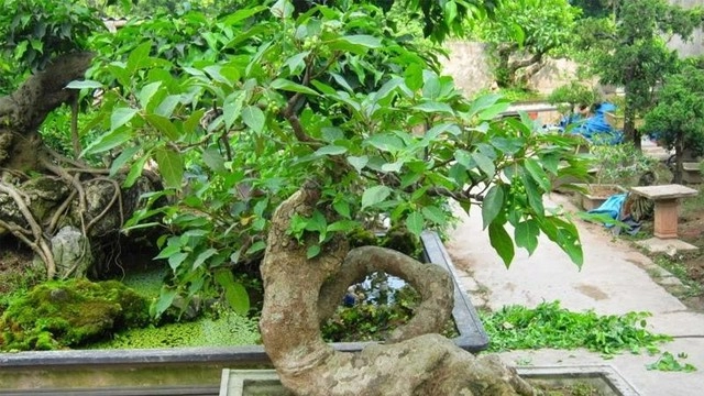 Nên trồng cây sung và đặt cây sung tại vị trí nào trong nhà để đem lại may mắn - 1