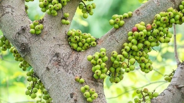 Nên trồng cây sung và đặt cây sung tại vị trí nào trong nhà để đem lại may mắn - 2