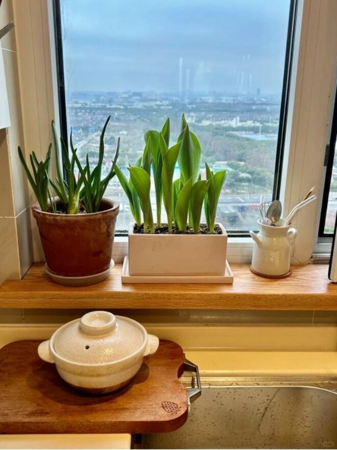 Nếu bạn đang để cây ở góc này trong nhà hãy đổi chỗ ngay kẻo hối hận không kịp - 2