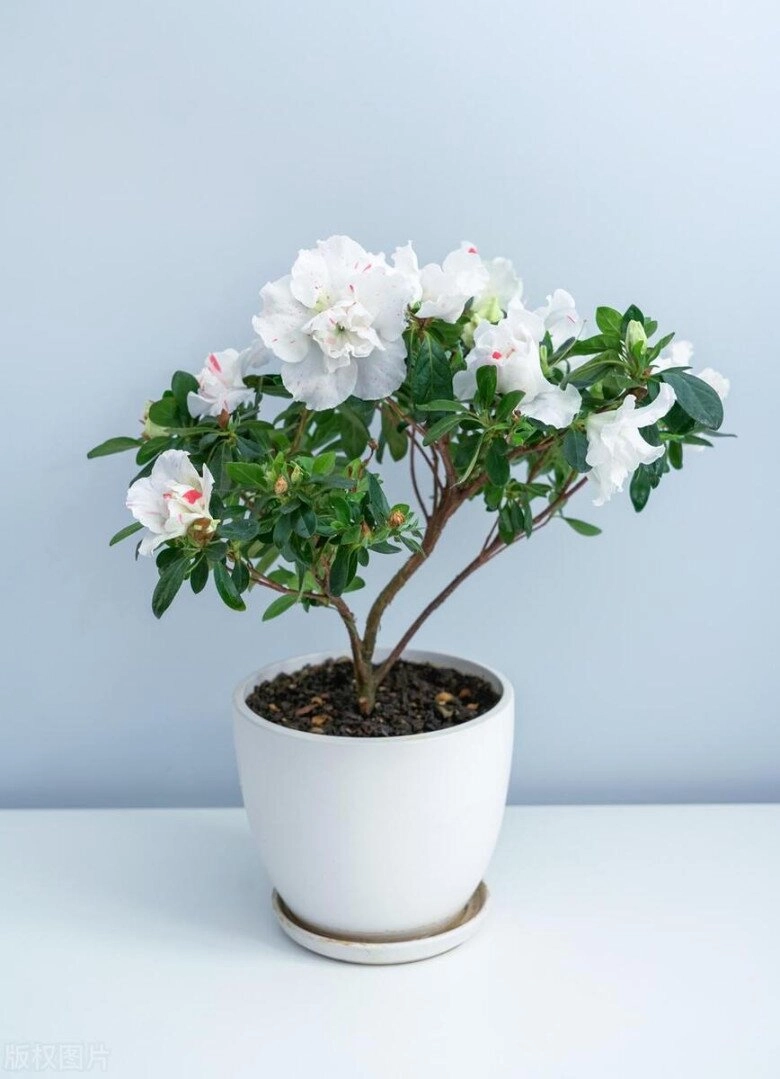 Ngày càng nhiều người không trồng hoa đỗ quyên trong nhà đây không phải mê tín - 2
