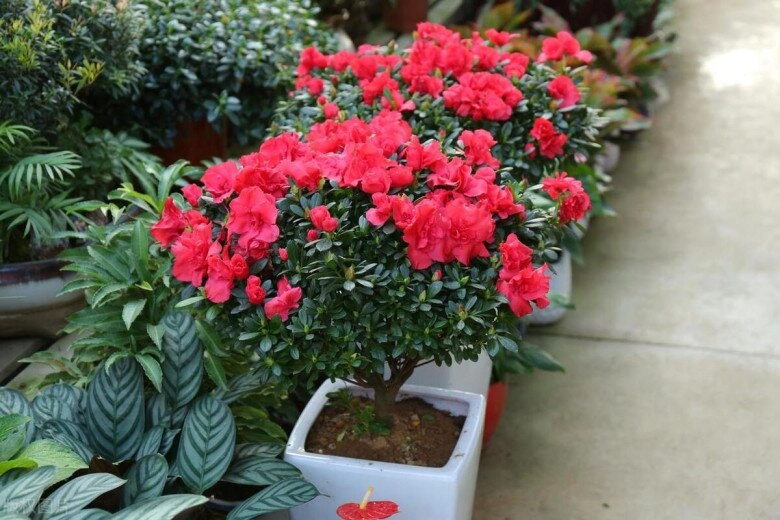 Ngày càng nhiều người không trồng hoa đỗ quyên trong nhà đây không phải mê tín - 5