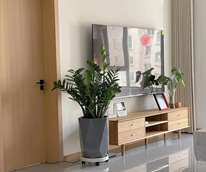 Ngày càng nhiều người từ bỏ cây kim tiền 4 nhược điểm này khiến ai cũng phải ngán ngẩm - 1