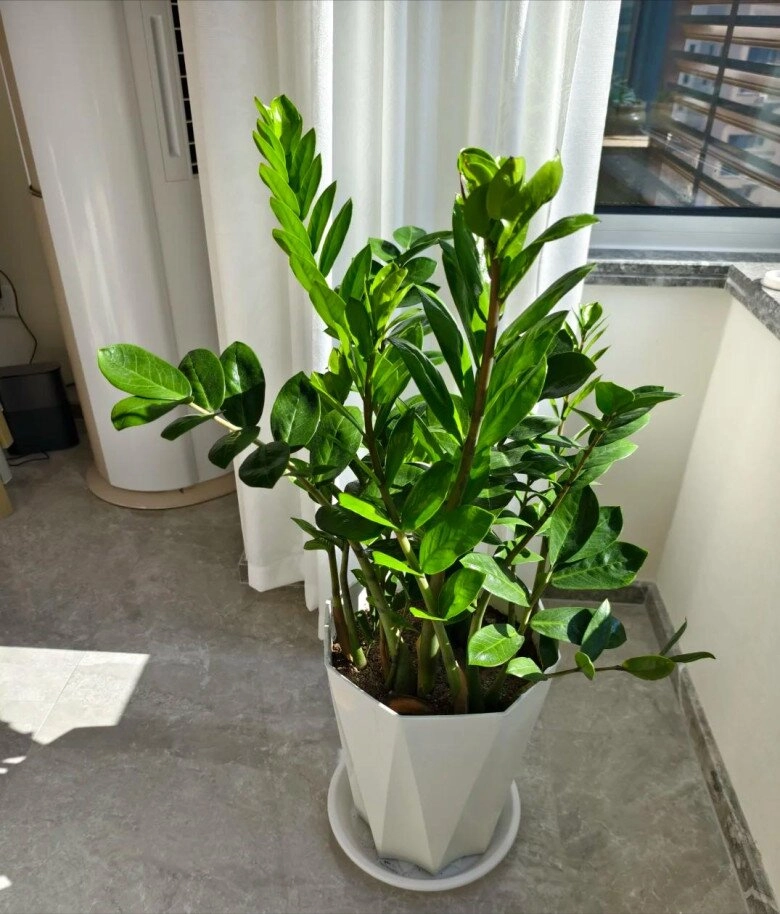 Ngày càng nhiều người từ bỏ cây kim tiền 4 nhược điểm này khiến ai cũng phải ngán ngẩm - 4