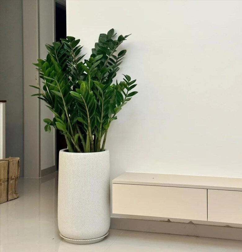 Ngày càng nhiều người từ bỏ cây kim tiền 4 nhược điểm này khiến ai cũng phải ngán ngẩm - 5