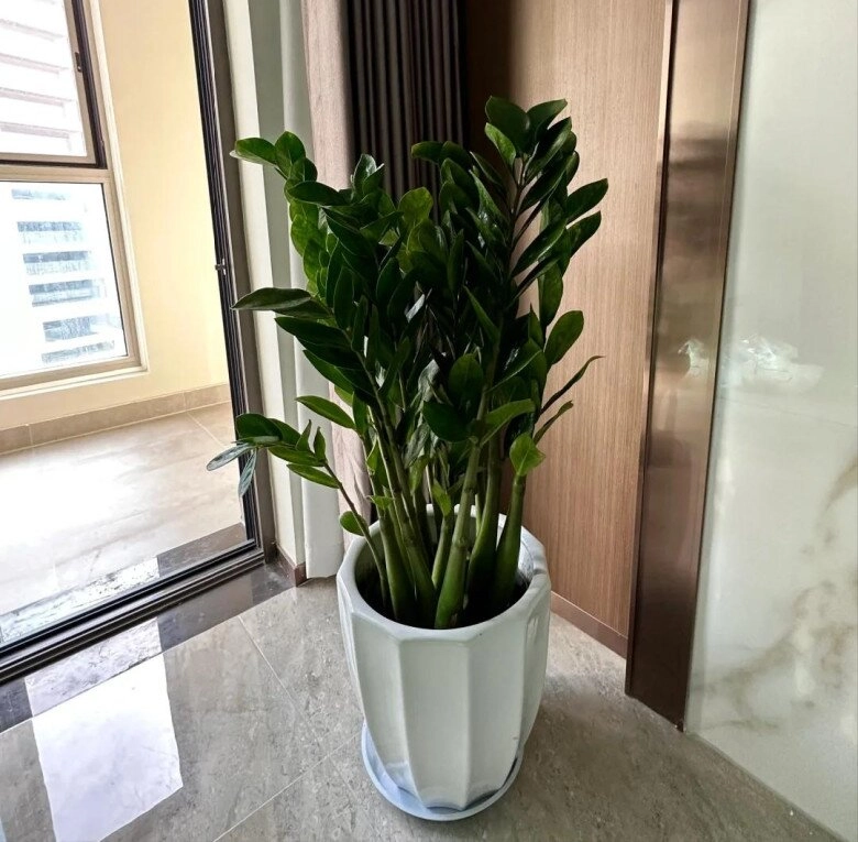 Ngày càng nhiều người từ bỏ cây kim tiền 4 nhược điểm này khiến ai cũng phải ngán ngẩm - 6