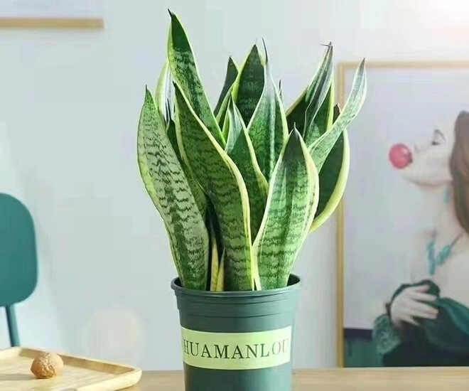 Ngày càng nhiều người từ bỏ cây lưỡi hổ 4 điểm trừ lớn khiến loại cây quốc dân này mất điểm - 1