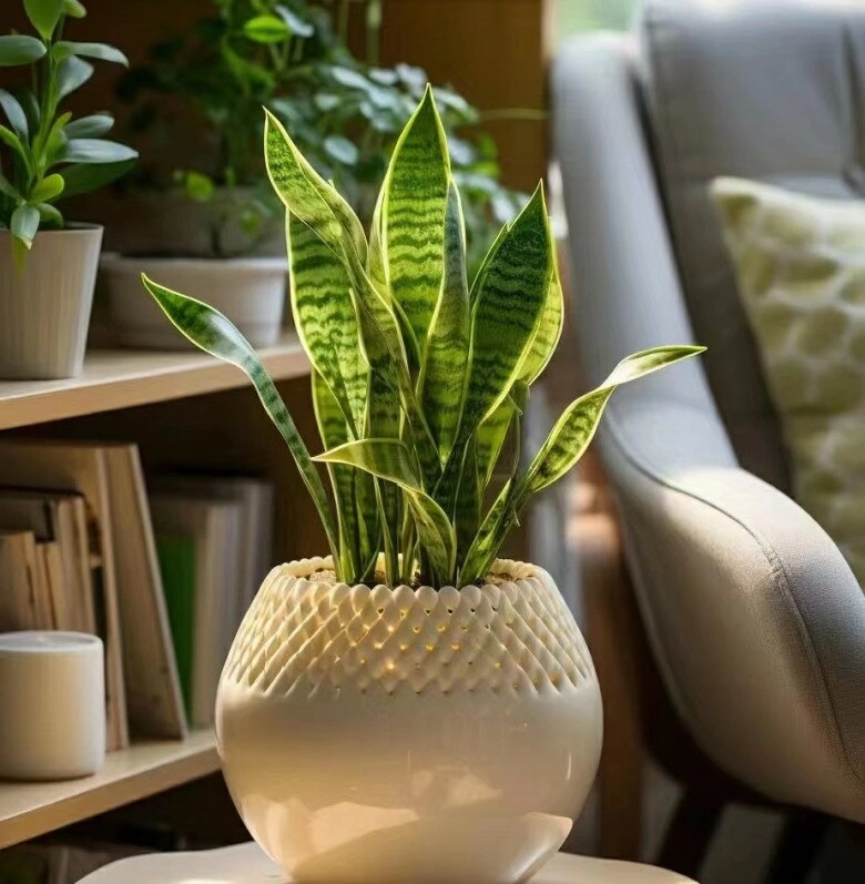 Ngày càng nhiều người từ bỏ cây lưỡi hổ 4 điểm trừ lớn khiến loại cây quốc dân này mất điểm - 4