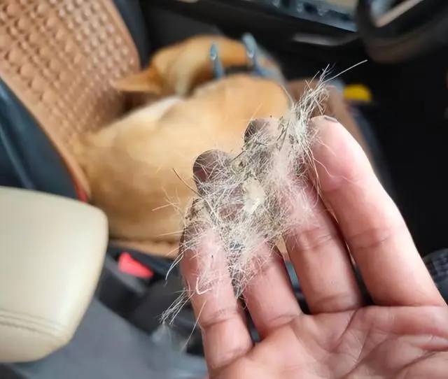 Người đàn ông mang lông chó đi xét nghiệm adn vì nó giống màu tóc của con trai kết quả khiến ông gục ngã - 2