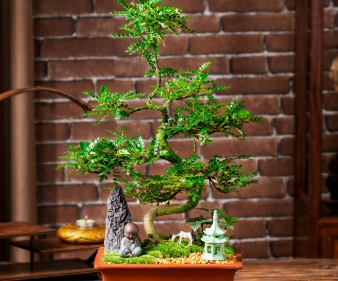 Người giàu thích trồng 3 loại cây này hơn hoa vừa sang vừa hút tài lộc bảo vệ sức khỏe cả nhà - 1
