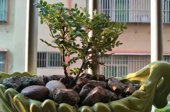 Người giàu thích trồng 3 loại cây này hơn hoa vừa sang vừa hút tài lộc bảo vệ sức khỏe cả nhà - 2