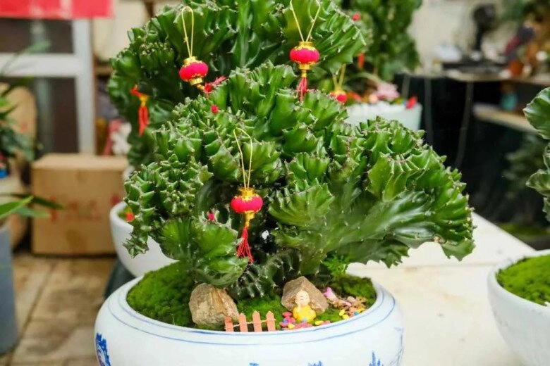 Người giàu thích trồng 3 loại cây này hơn hoa vừa sang vừa hút tài lộc bảo vệ sức khỏe cả nhà - 3