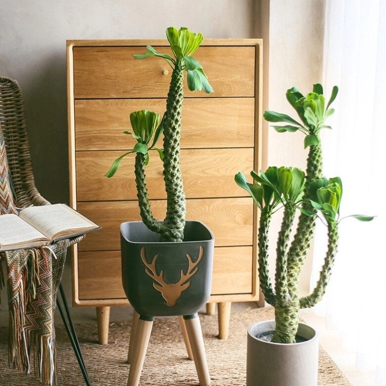 Người giàu thích trồng 3 loại cây này hơn hoa vừa sang vừa hút tài lộc bảo vệ sức khỏe cả nhà - 4