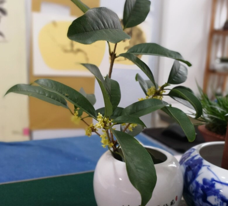 Người giàu thích trồng 3 loại cây này hơn hoa vừa sang vừa hút tài lộc bảo vệ sức khỏe cả nhà - 6