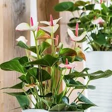 Người mệnh hỏa và thổ nếu sở hữu cây này dễ phát triển sự nghiệp thu hút cơ hội làm ăn và may mắn - 1