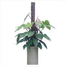 Người mệnh hỏa và thổ nếu sở hữu cây này dễ phát triển sự nghiệp thu hút cơ hội làm ăn và may mắn - 3