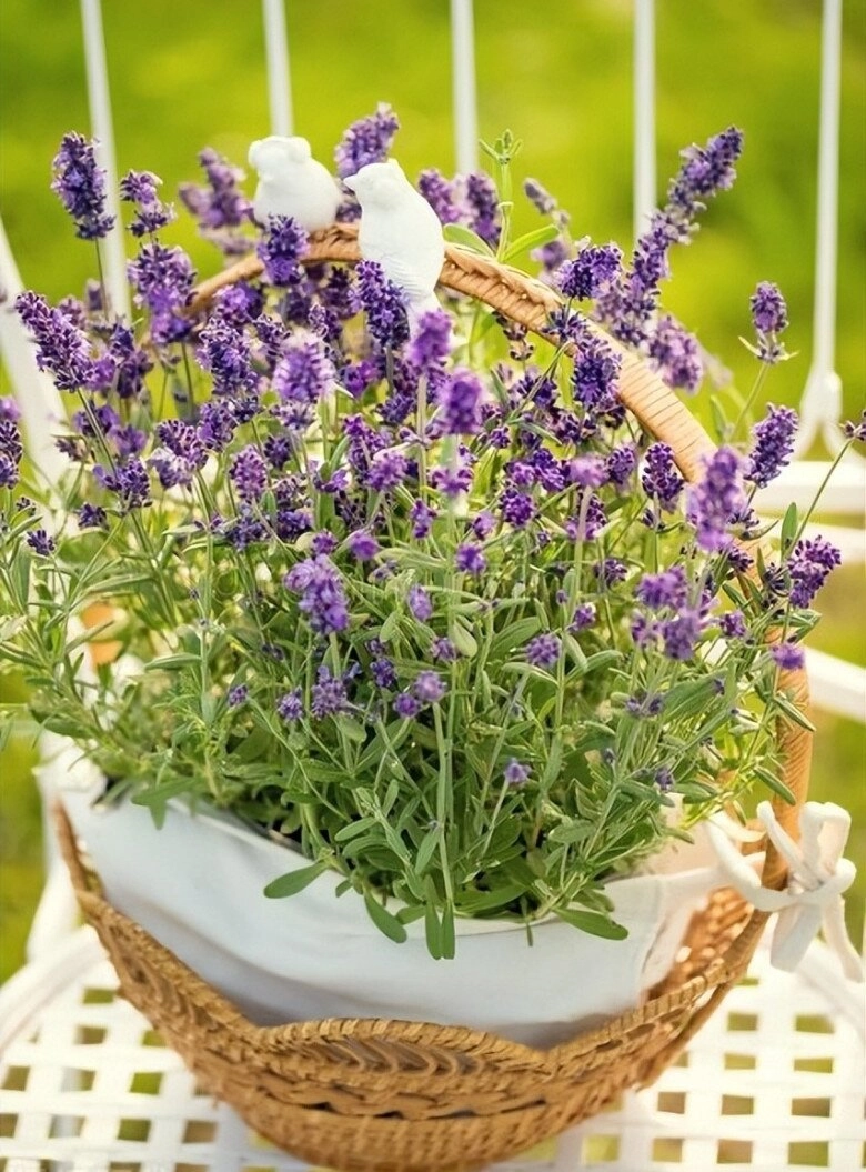Nhà có 5 loại hoa này con cái luôn có quý nhân giúp đỡ càng trồng gia đình càng vượng phát - 4