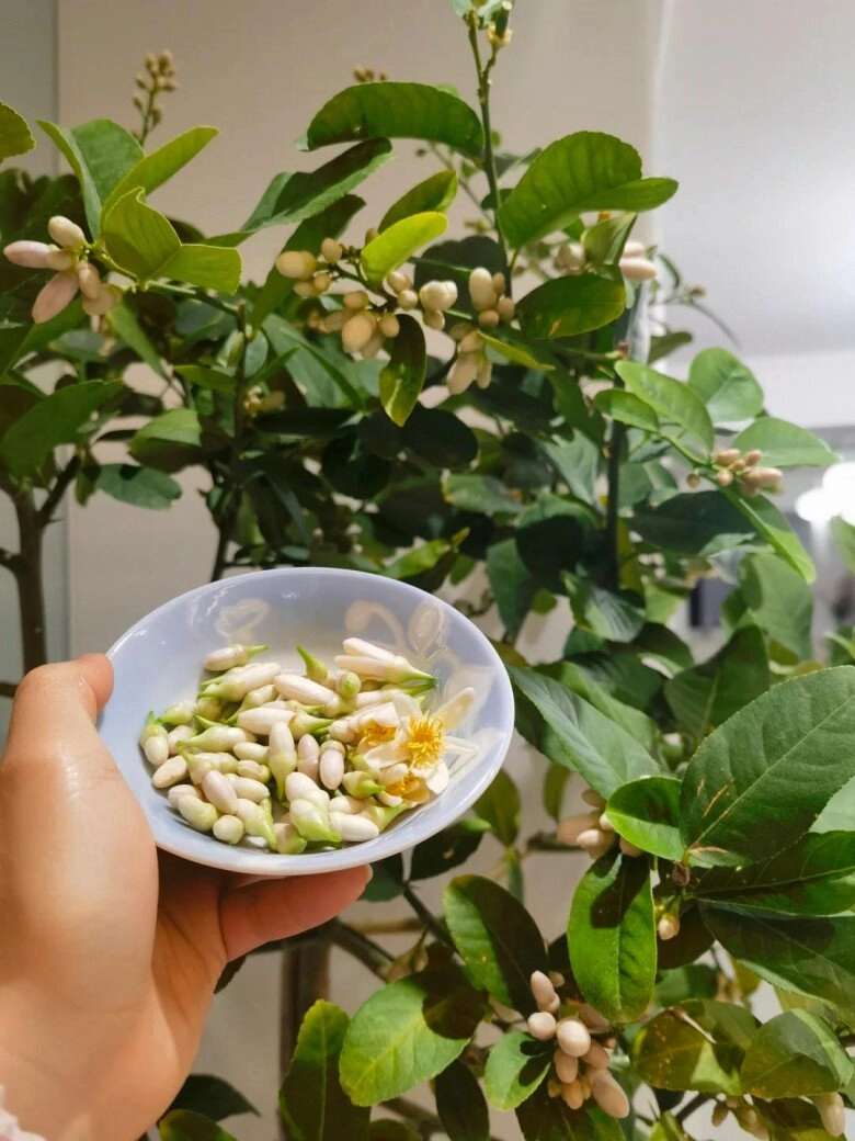 Nhà có 5 loại hoa này con cái luôn có quý nhân giúp đỡ càng trồng gia đình càng vượng phát - 5
