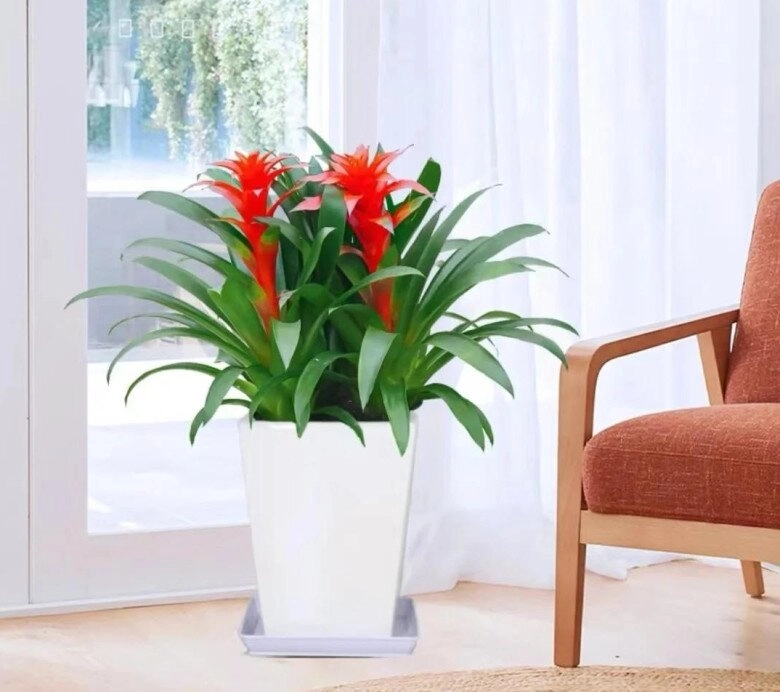 Nhà có 5 loại hoa này con cái luôn có quý nhân giúp đỡ càng trồng gia đình càng vượng phát - 9