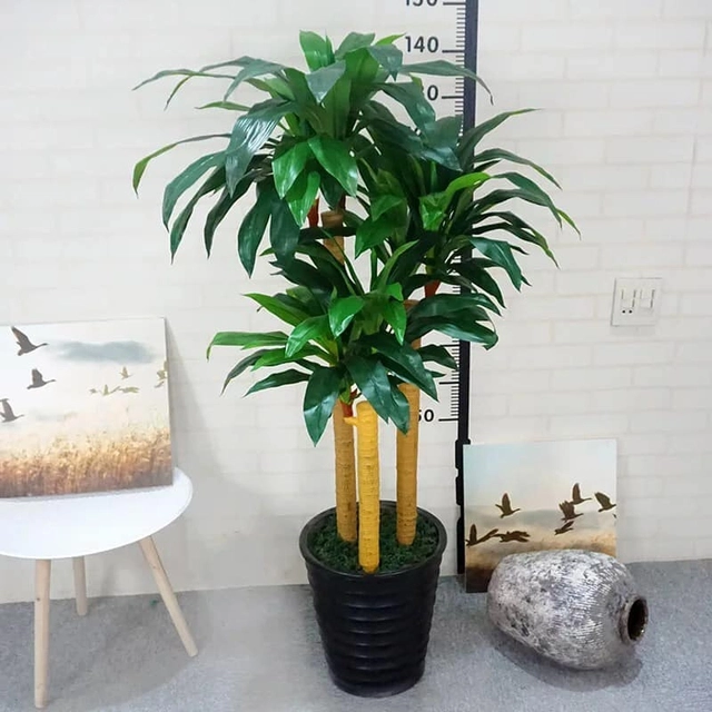 Những loại cây cảnh tuyệt đối không nên đặt trong phòng làm việc - 3