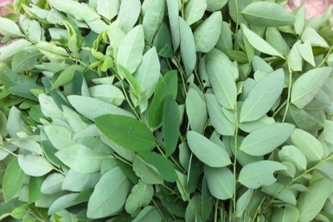 Những loại rau nhiều người hay bị nhầm lẫn nếu chọn sai nấu sẽ mất ngon lại còn gây ngộ độc - 1