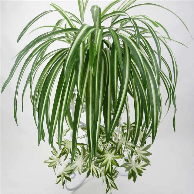 Những người thuộc 3 mệnh này nếu trồng cây lan chi sẽ tăng tài lộc sự nghiệp thăng tiến - 1