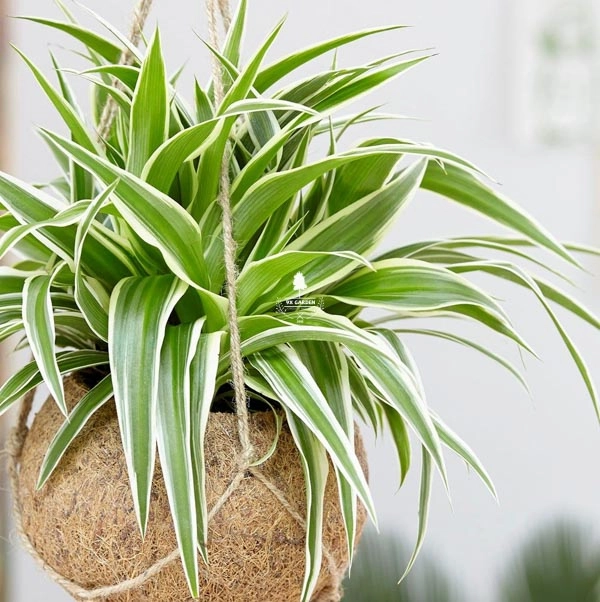 Những người thuộc 3 mệnh này nếu trồng cây lan chi sẽ tăng tài lộc sự nghiệp thăng tiến - 2