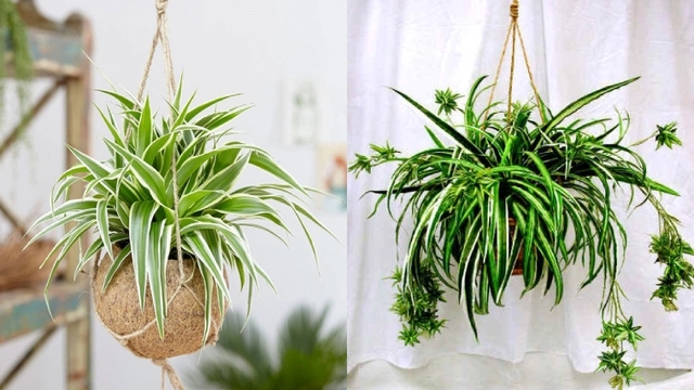 Những người thuộc 3 mệnh này nếu trồng cây lan chi sẽ tăng tài lộc sự nghiệp thăng tiến - 3