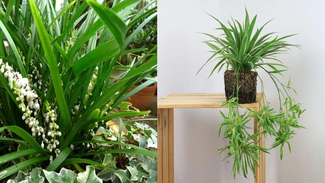 Những người thuộc 3 mệnh này nếu trồng cây lan chi sẽ tăng tài lộc sự nghiệp thăng tiến - 4