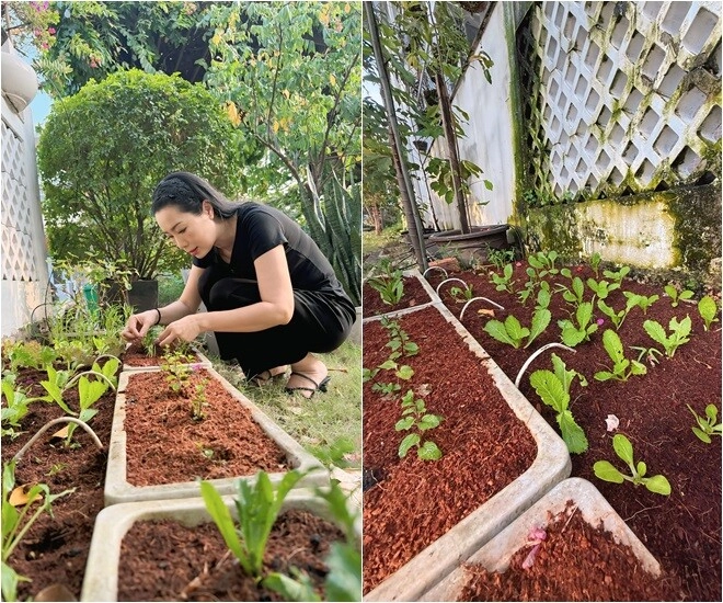 Nsnd trịnh kim chi trồng rau trong vườn biệt thự chục tỷ nhưng gặp thủ phạm phá hoại - 1