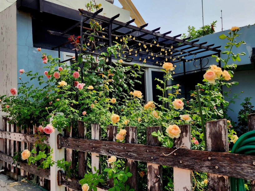 ốc đảo xanh mát ở penthouse tầng 23 của mẹ đảm bình dương hoa hồng tỏa ngát hương vườn rau trái trĩu quả - 16