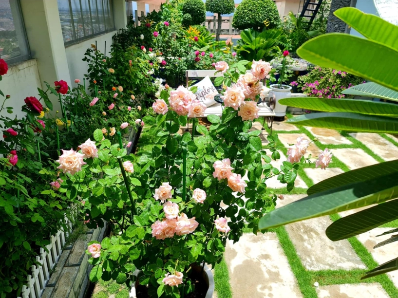 ốc đảo xanh mát ở penthouse tầng 23 của mẹ đảm bình dương hoa hồng tỏa ngát hương vườn rau trái trĩu quả - 18