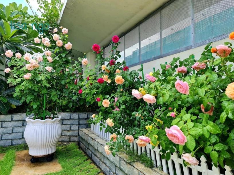 ốc đảo xanh mát ở penthouse tầng 23 của mẹ đảm bình dương hoa hồng tỏa ngát hương vườn rau trái trĩu quả - 19
