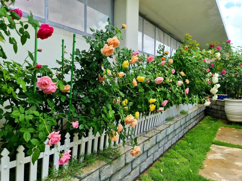 ốc đảo xanh mát ở penthouse tầng 23 của mẹ đảm bình dương hoa hồng tỏa ngát hương vườn rau trái trĩu quả - 20
