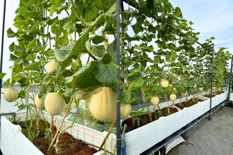 Ông bố 3 con chi 80 triệu xây khu vườn đẹp mướt mắt trên sân thượng 90m2 mà loại rau quả nào cũng có - 5
