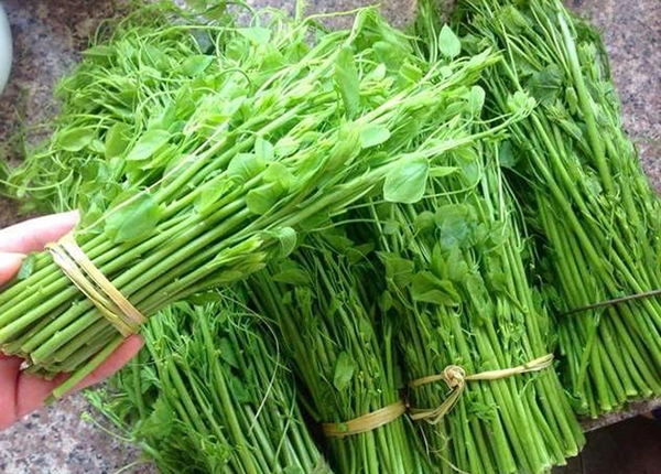 Rau dại chống đói nay thành đặc sản giá 75000 đồngkg cắm cành vào đất là bén rễ cách 4 ngày thu hoạch 1 lần - 5
