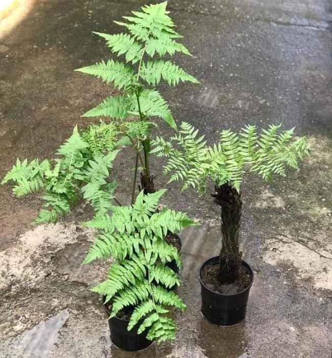 Rau dại được mệnh danh là vua các loài rau là đặc sản giá 200000 đồngkg trồng một lần thu hoạch quanh năm - 6