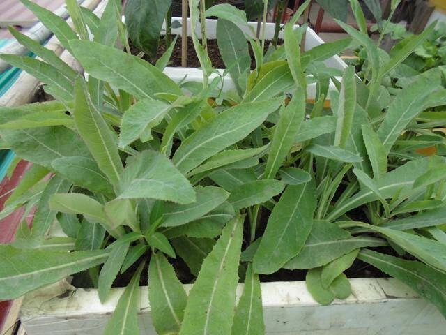 Rau dại được mệnh danh là vua thải độc nay là đặc sản giá 160000 đồngkg trồng một lần thu hoạch quanh năm - 5