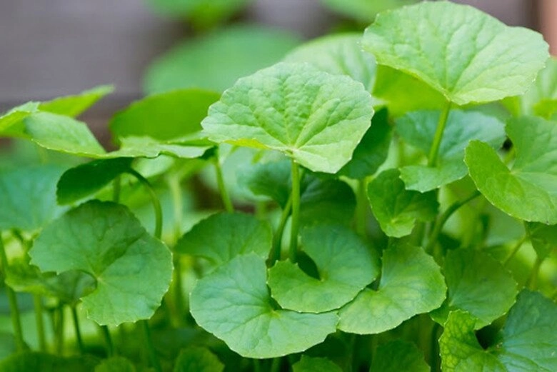 Rau dại được ví như vàng trên mặt đất mùa hè người người thi nhau mua trồng siêu dễ không cần chăm vẫn tươi tốt - 4